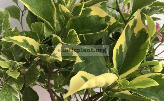 Bougainvillea multigrafted variegated #3