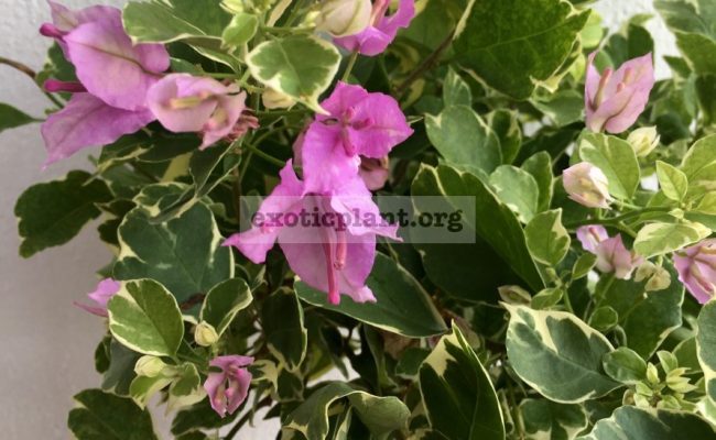 Bougainvillea multigrafted variegated #3