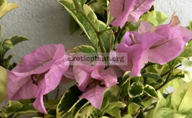 Bougainvillea multigrafted variegated #6