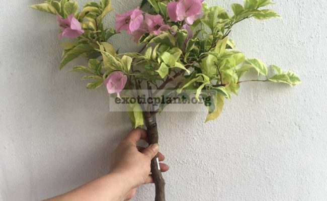 Bougainvillea multigrafted variegated #6