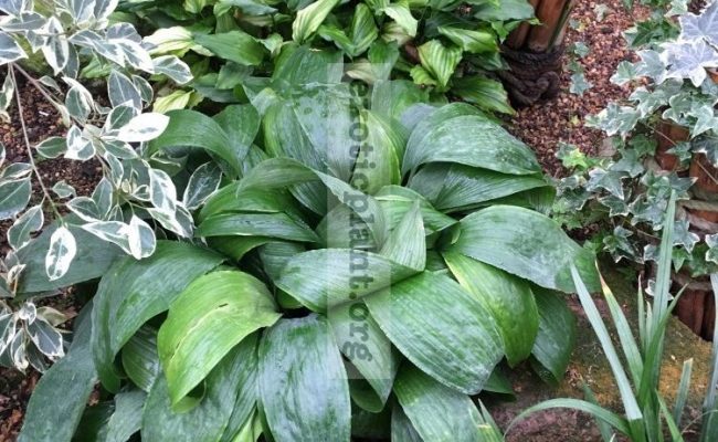 aspidistra Green Ball