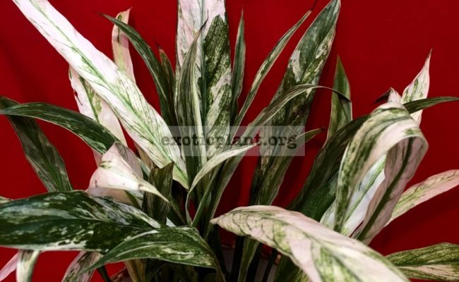 Spathiphyllum ‘Angel Baby’