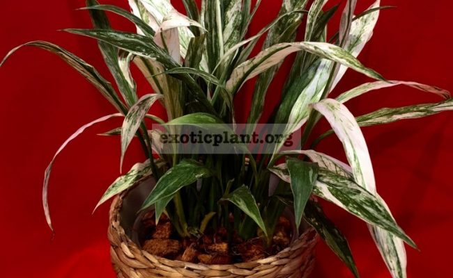 Spathiphyllum ‘Angel Baby’