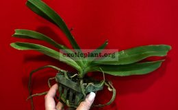 Rhyncostylis gigantea orange 35