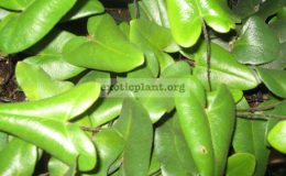Hemionitis arifolia 24