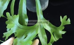 Microsorum punctatum ‘Kinnaree’ 35