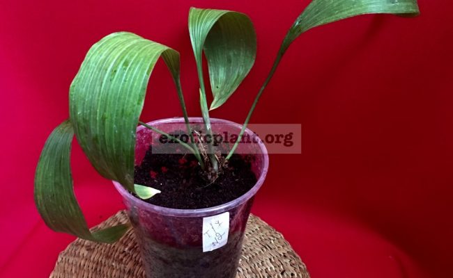 Aspidistra sp (T17) #2 750