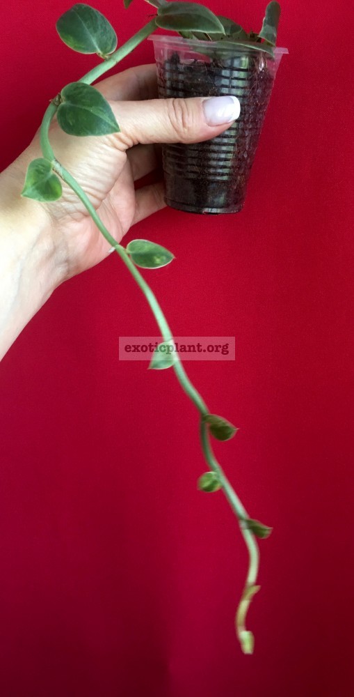 Rhaphidophora sp variegated рафидофора вариегатная Rhaphidophora sp variegated рафидофора вариегатная