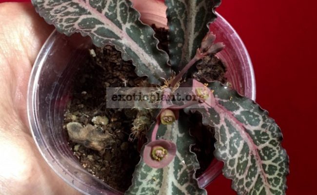 euphorbia francoisii crassicaulis rubrifolia hybrid #1 750
