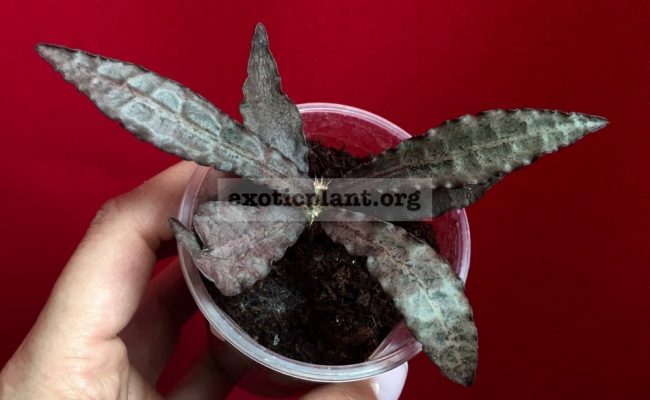 euphorbia francoisii crassicaulis rubrifolia hybrid #17 750