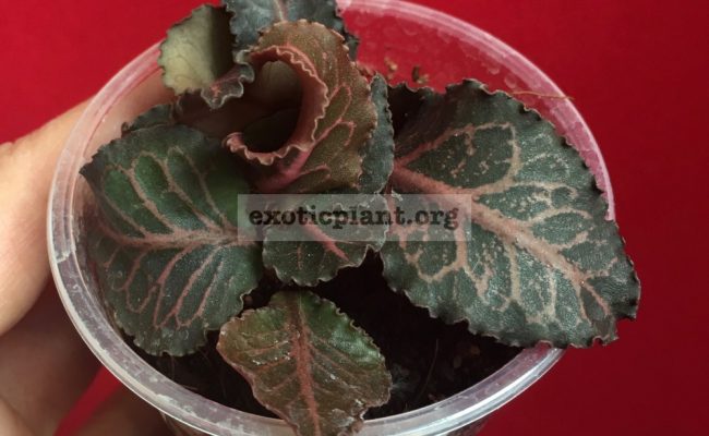 euphorbia francoisii crassicaulis rubrifolia hybrid #19 750