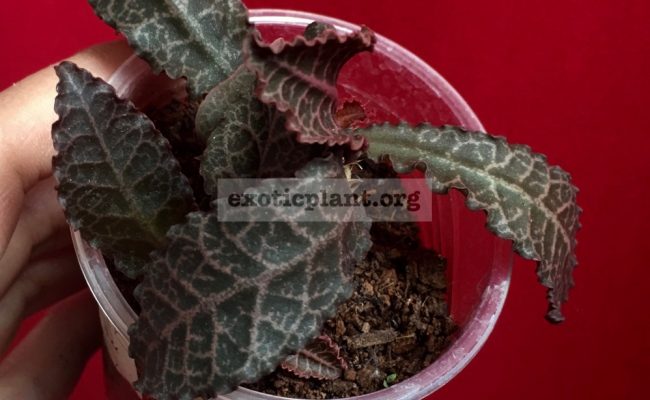 euphorbia francoisii crassicaulis rubrifolia hybrid #3 750
