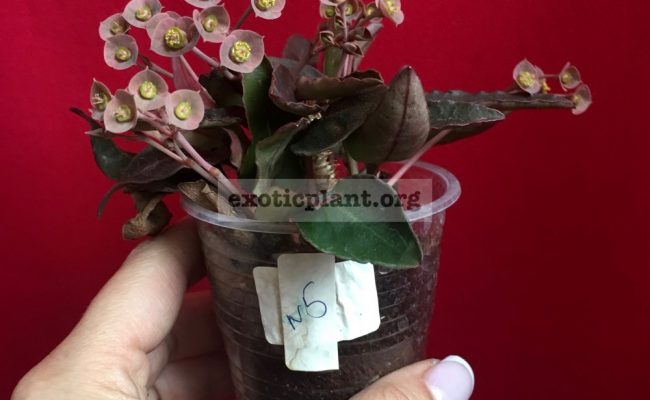 euphorbia francoisii crassicaulis rubrifolia hybrid #5 750