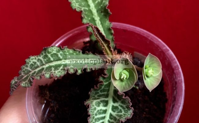 euphorbia francoisii crassicaulis rubrifolia hybrid #8 750