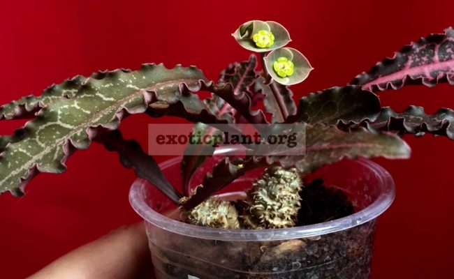 euphorbia francoisii crassicaulis rubrifolia hybrid #9 750