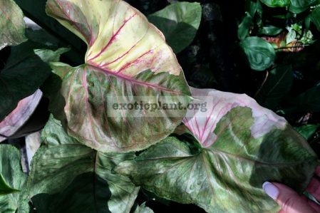 Syngonium / Сингониум, каталог