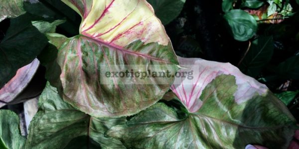 Syngonium / Сингониум, каталог