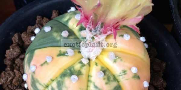 Astrophytum asterias variegated