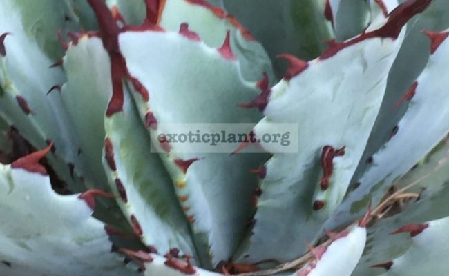 agave-potatorum-cv-Cubic