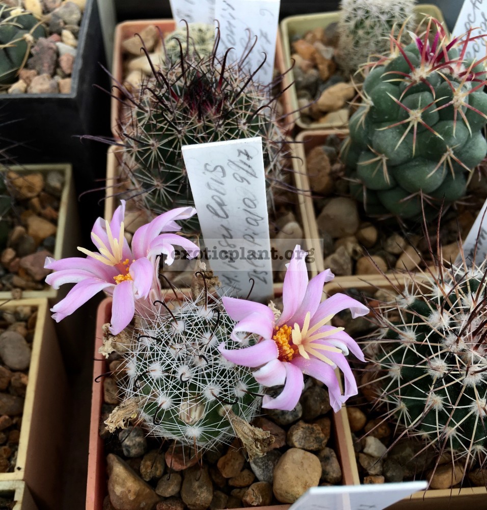 mammillaria insularis | EXOTIC PLANT