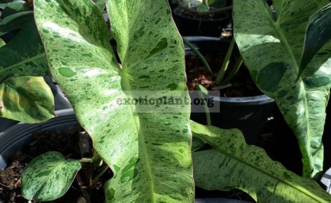 philodendron ilsemanii variegated