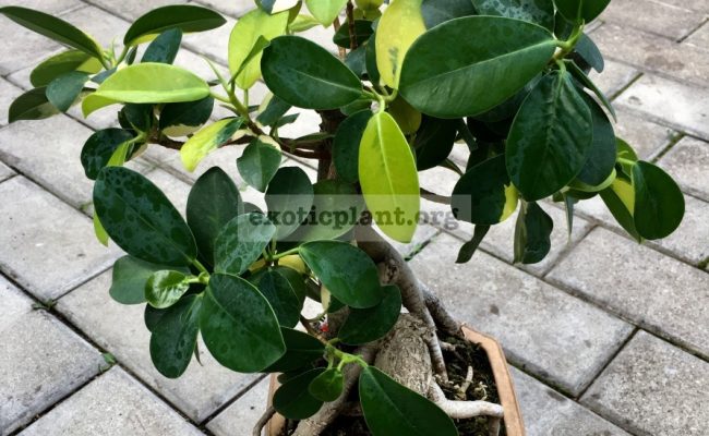 Ficus Green Island variegated