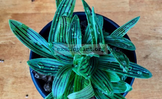ledebouria cooperi