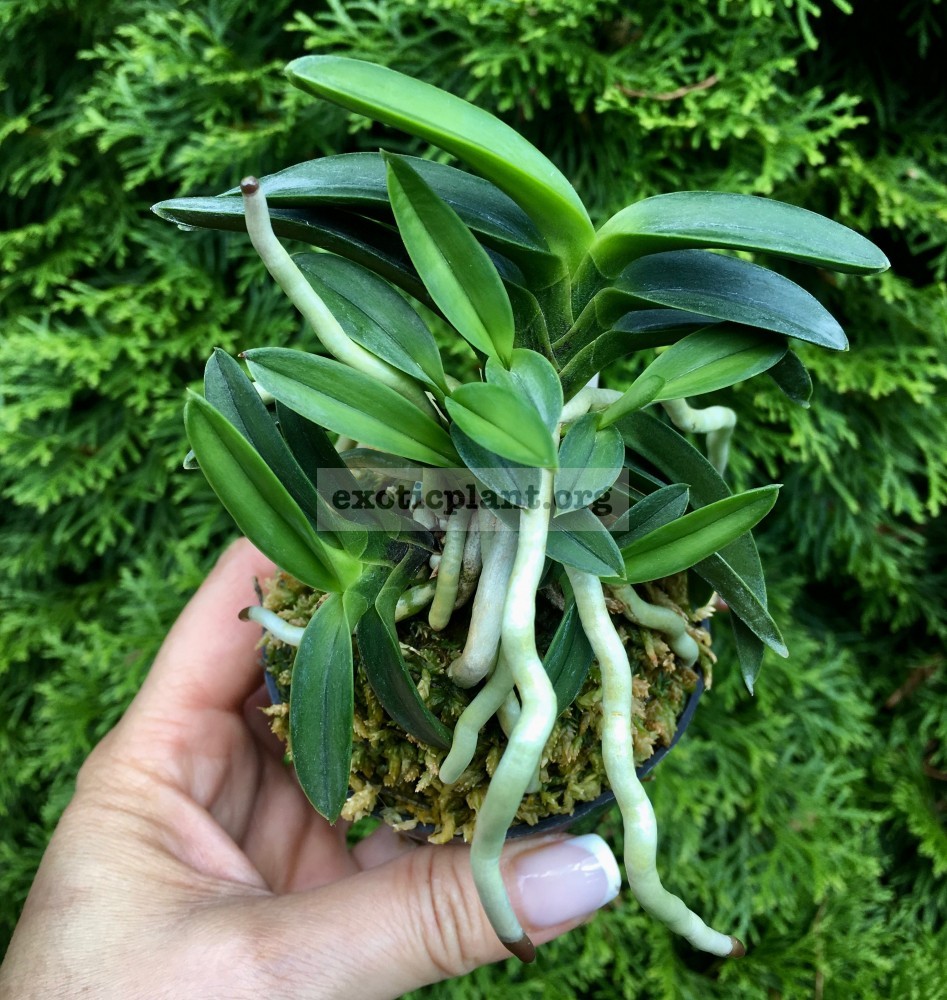 neofinetia 翠華殿 Suikaden неофинетия Суйкаден neofinetia 翠華殿 Suikaden неофинетия Суйкаден