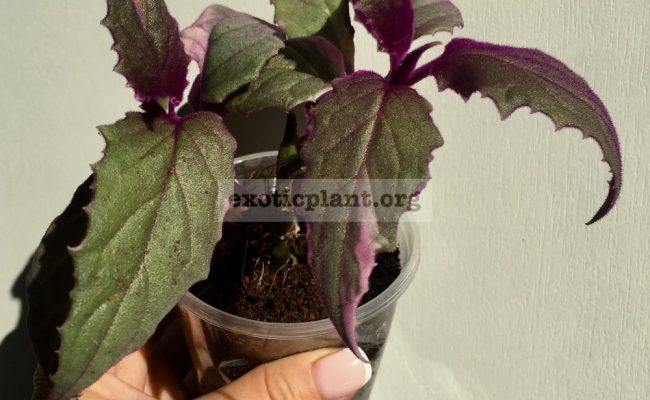 Gynura aurantiaca variegated 12