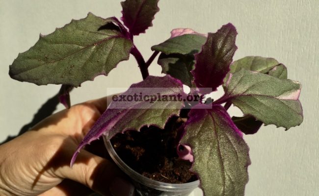 Gynura aurantiaca variegated 12