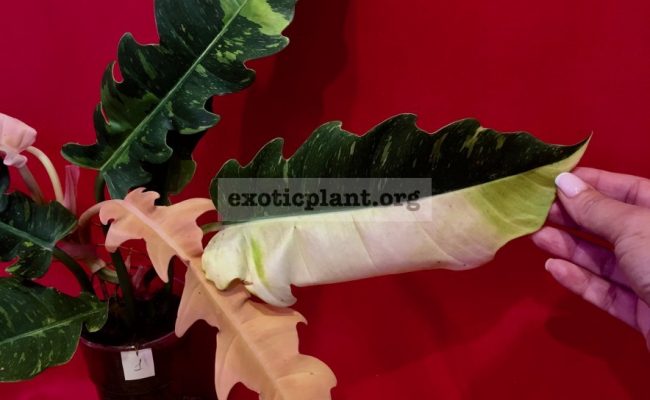 Philodendron Ring of Fire#1 15-30