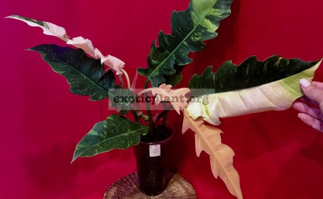 Philodendron Ring of Fire#1 15-30