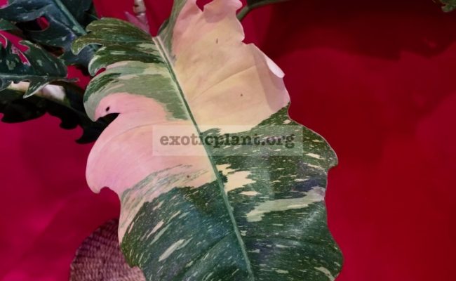 Philodendron Ring of Fire#2 15-30