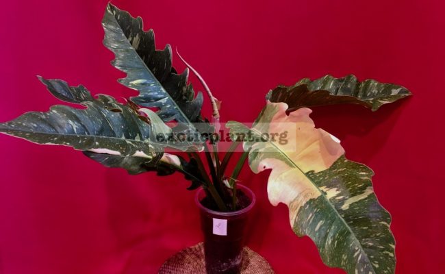 Philodendron Ring of Fire#2 15-30