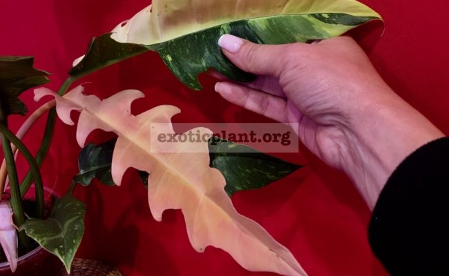 Philodendron Ring of Fire#3 15-30