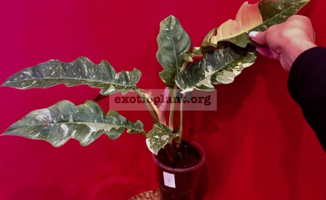 Philodendron Ring of Fire#4 15-30