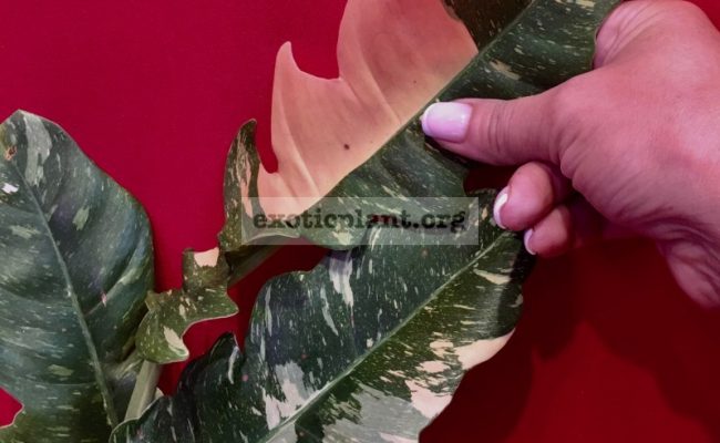 Philodendron Ring of Fire#4 15-30
