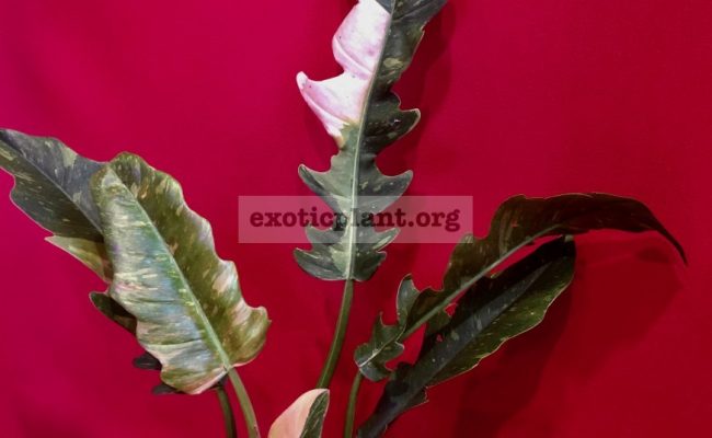 Philodendron Ring of Fire#4 15-30