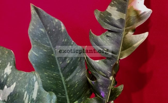 Philodendron Ring of Fire#5 15-30