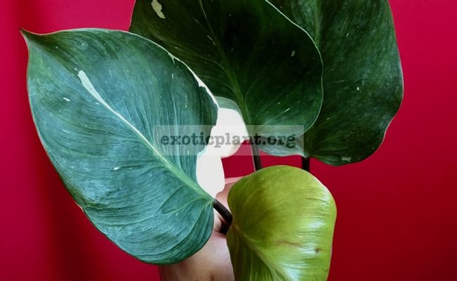Philodendron White Knight№2 25