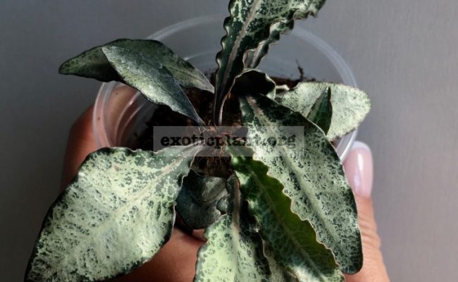 euphorbia francoisii crassicaulis rubrifolia hybrid 16 1000