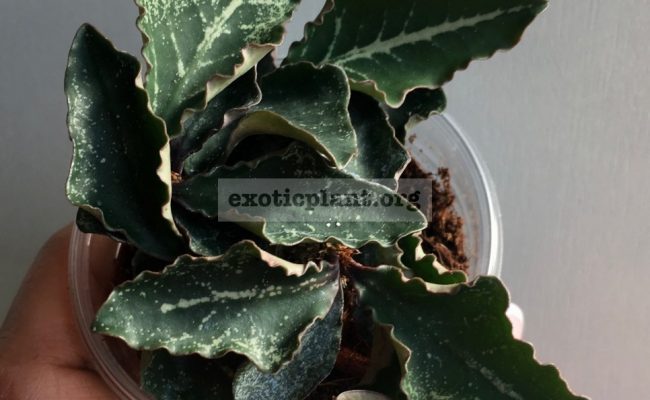 euphorbia francoisii crassicaulis rubrifolia hybrid 17 1000