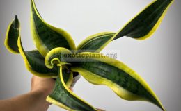 512 trifasciata ‘Sister Twister’№105 1800 новая цена 1500