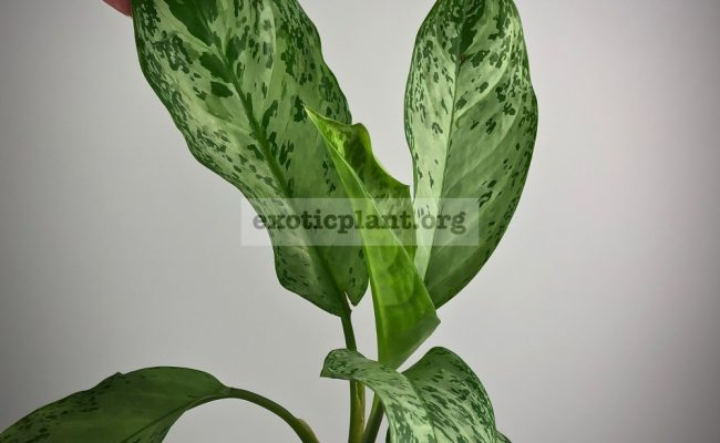 Aglaonema Blue Miracle№1 1200 1000