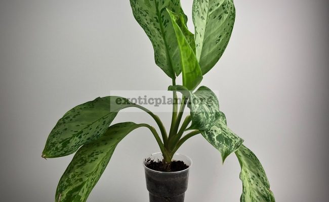 Aglaonema Blue Miracle№1 1200 1000
