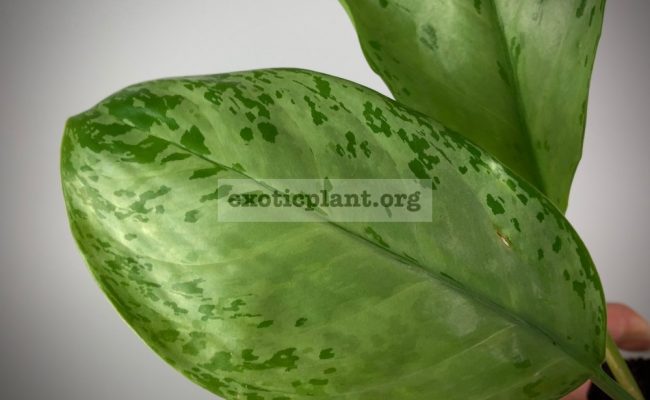 Aglaonema Blue Miracle№3 1200 750