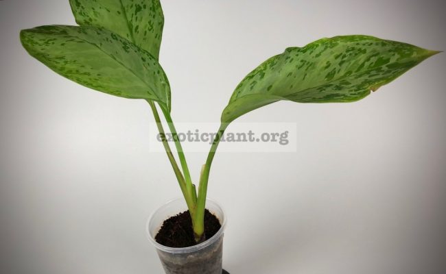 Aglaonema Blue Miracle№3 1200 750