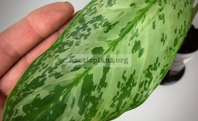 Aglaonema Blue Miracle№4 1000 850