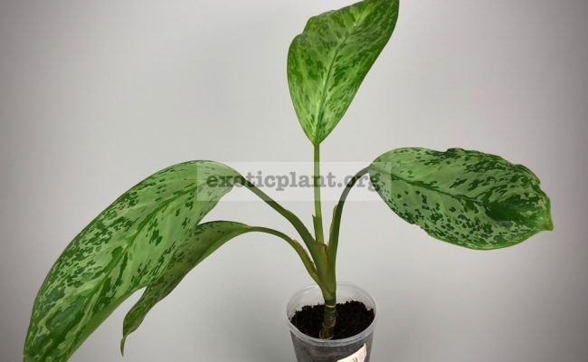 Aglaonema Blue Miracle№4 1000 850