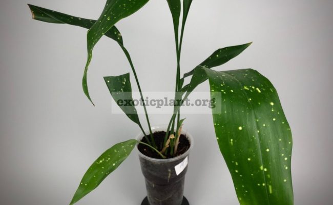 Aspidistra sp.(T01) Short leaf & white spot(Philippines)#11 500